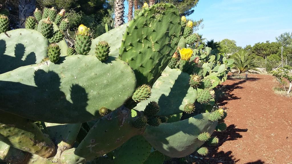 Tenuta Terenzano Torre San Giovanni Ugento Eksteriør billede